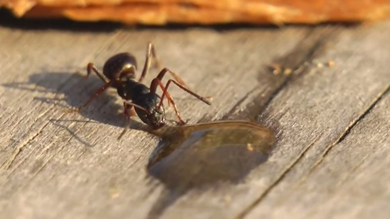 Quand une fourmi boit de la vodka, ça donne ça !