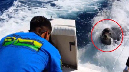 Un drôle d'invité vient dire bonjour sur un bateau