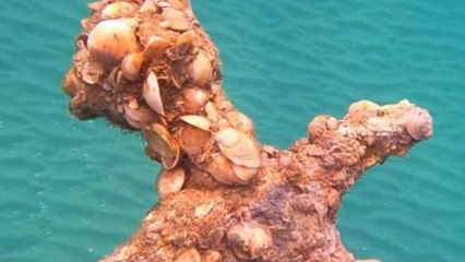 Taucher entdeckt 900 Jahre altes Schwert: Er hat nur eine Bedingung vor der Übergabe