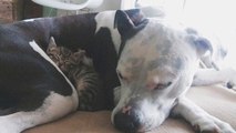 Un pitbull adopte des petits chatons abandonnés