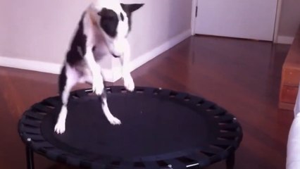 Ce chien adore sauter sur un trampoline