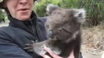 Un koala vient réclamer un câlin