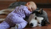 Ce bébé et ce husky ont une relation magnifique