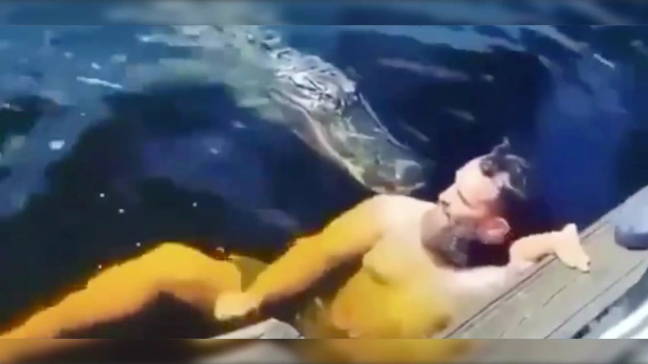 Ein Mann schwimmt zwischen Alligatoren und wird angegriffen (Video)