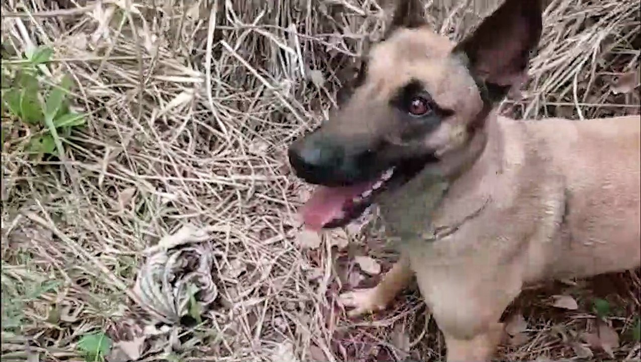 Vídeo: BPFron apreende veículo carregado maconha em Santa Helena
