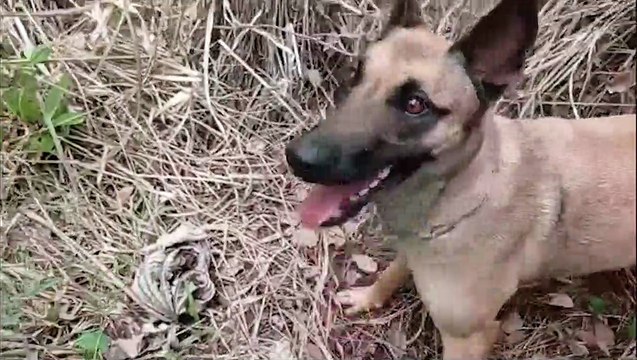 Vídeo: BPFron apreende veículo carregado maconha em Santa Helena