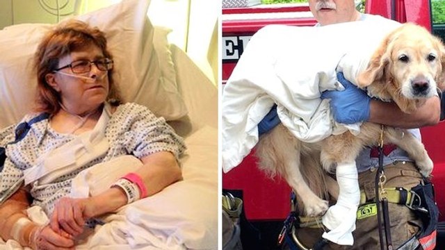 Un chien d'aveugle se jette devant un bus pour sauver sa maîtresse