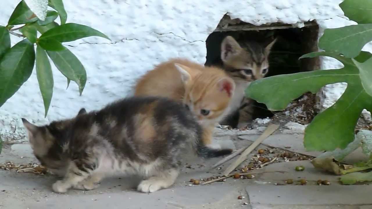 Des petits chatons font leurs premiers pas