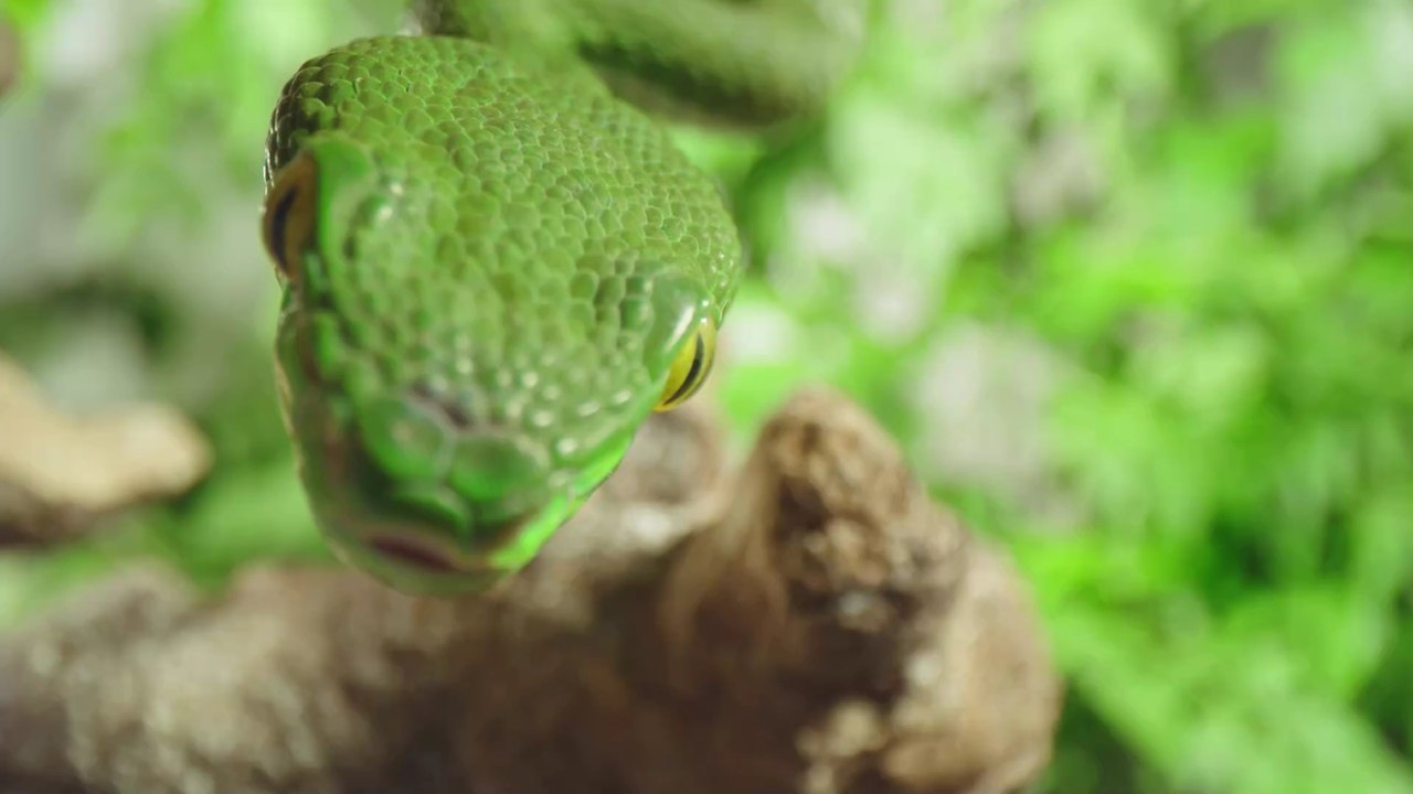 Indien: Neue Schlangenart wurde dank eines Instagram-Fotos entdeckt