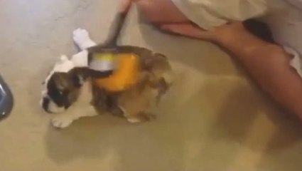 Ce chien adore se faire brosser le poil