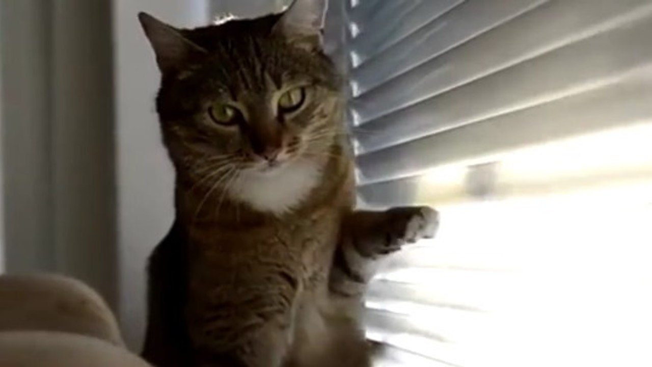 Ce que font les chats quand ils s'ennuient
