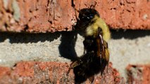 “Bee Bricks” Now Required In Construction Of Tall U.K. Buildings