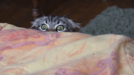 Ce chat n'a pas envie de se faire repérer