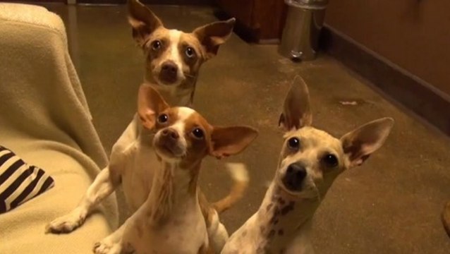 L'histoire bouleversante de chiots sauvés de la rue