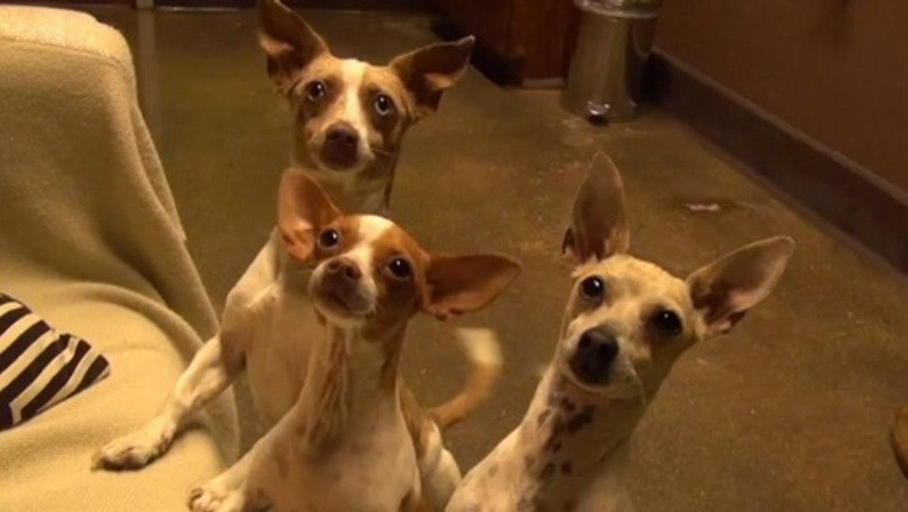 L'histoire bouleversante de chiots sauvés de la rue