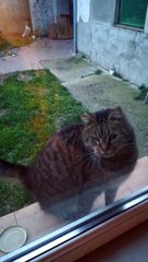 Cat Just Wants to Swipe at Window