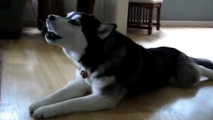 Un husky ne peut pas s'empêcher d'aboyer en rythme