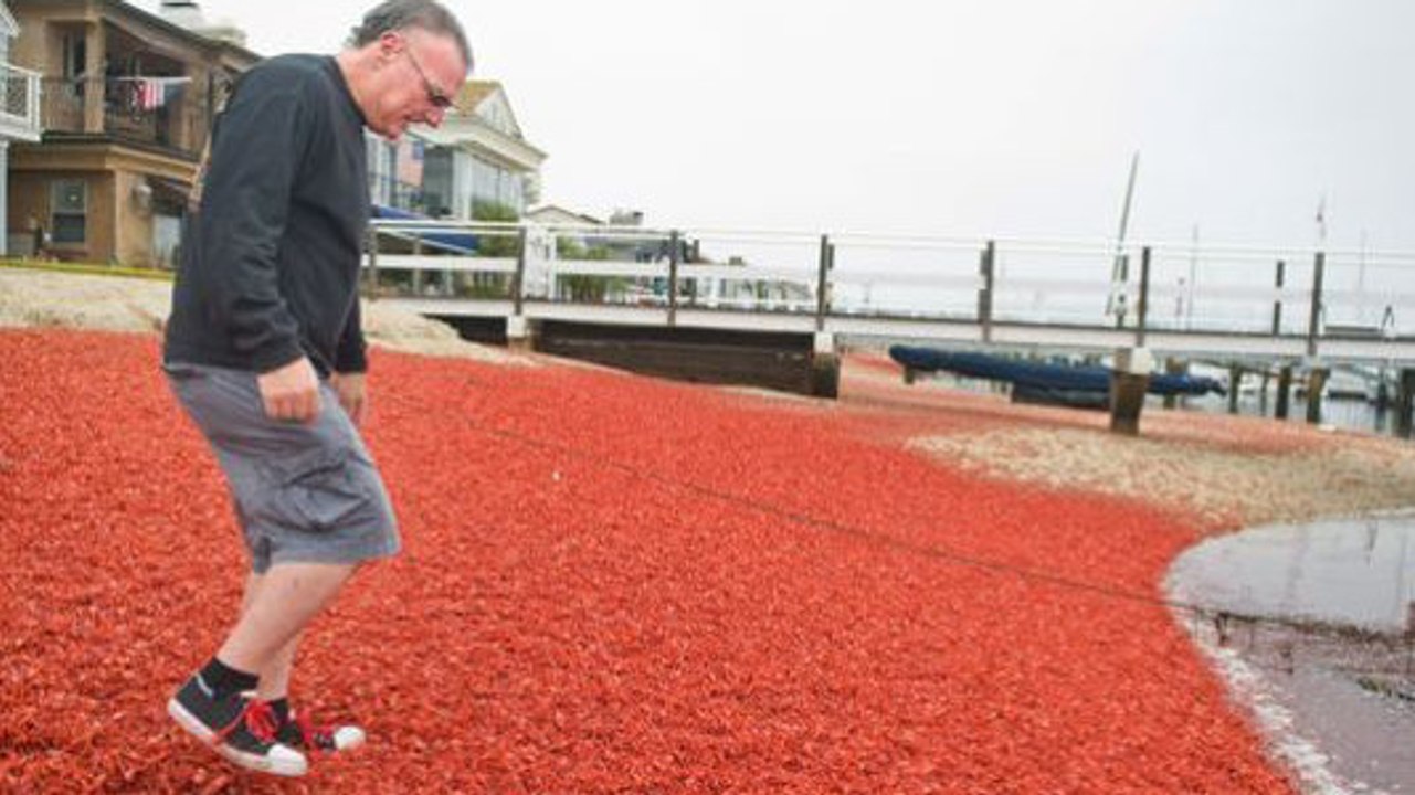 Des milliers de crabes s'échouent sur les plages californiennes
