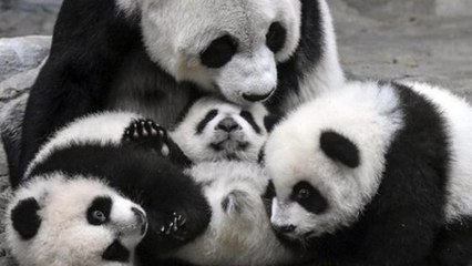 Trois petits pandas rencontrent leur maman pour la première fois