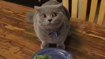 Un chat refuse de manger ses légumes