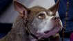 Découvrez Quasi Modo, élu chien le plus laid du monde 2015