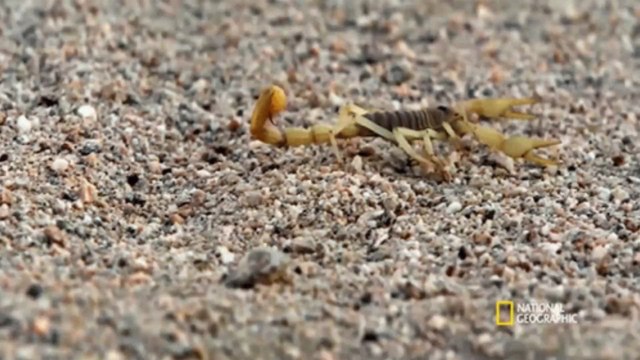 Skorpion-Plage in Ägypten erreicht biblisches Ausmaß