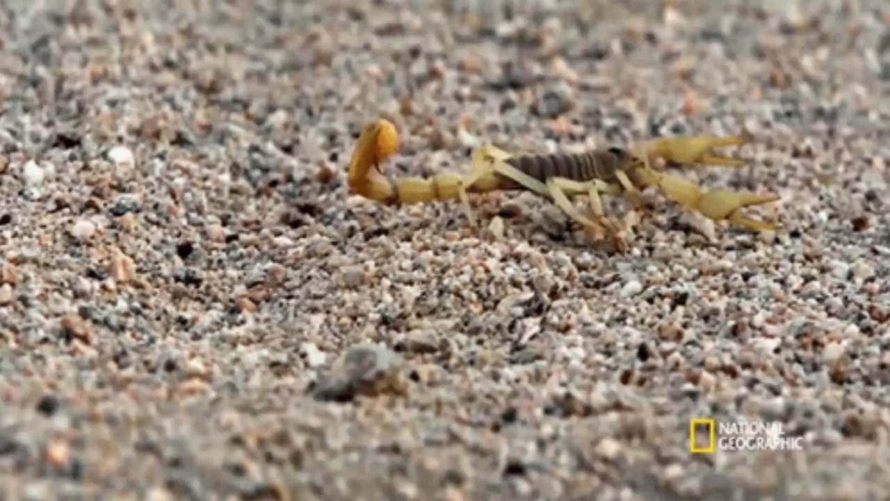 Skorpion-plage in Ägypten erreicht biblisches ausmaß