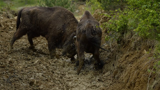 En Roumanie, des bisons goûtent à la liberté pour la première fois
