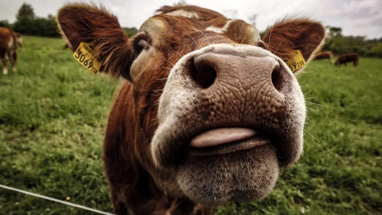 Kuh entkommt Schlachtbank und versteckt sich auf einer Wasserrutsche im Aqua-Park