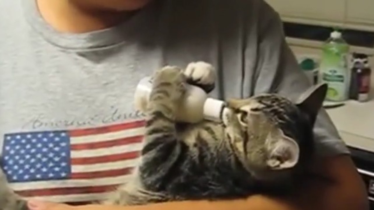 Un bébé chat continue de boire son lait au biberon