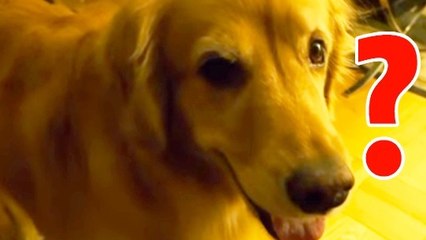L'adorable réaction d'un chien quand son maître revient de vacances