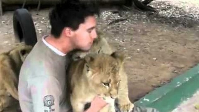 Des lionceaux font des câlins à un homme