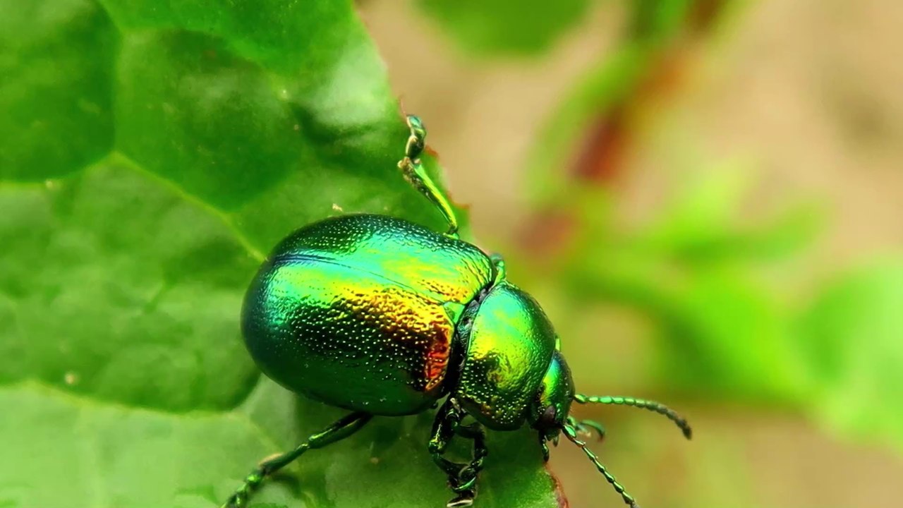 Dieses Insekt nutzt Oralsex, um die Weibchen zu beeindrucken