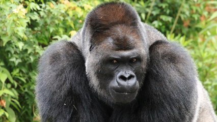 Shabani, le gorille qui affole les Japonaises