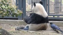 Ce panda se fait voler ses poils par des oiseaux