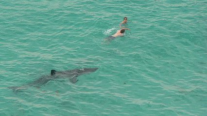 Une équipe de télé fait fuir un requin blanc prêt à attaquer