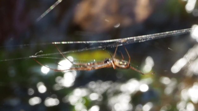 Ausgestorbene Mörderspinne: Erneut Exemplare aufgetaucht