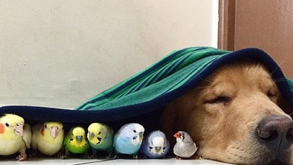 Ce chien a des amis un peu particuliers