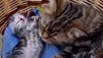 Une chatte câline son petit dans son panier