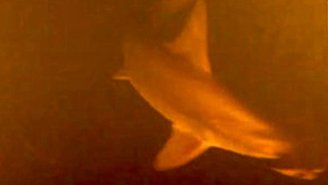 Des requins retrouvés à l'intérieur d'un volcan en activité et peuvent mourir à tout instant