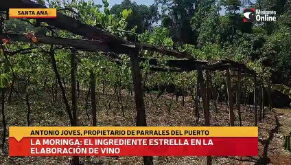 La moringa el ingrediente estrella en la elaboración de vino