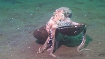 Quand un poulpe se balade dans l'océan avec une noix de coco
