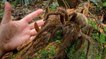 Un scientifique tombe sur la plus grosse araignée du monde