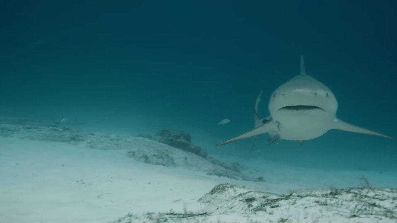 'Versicherung gegen die Zukunft': Haie könnten das neue Wundermittel im Kampf gegen Corona werden