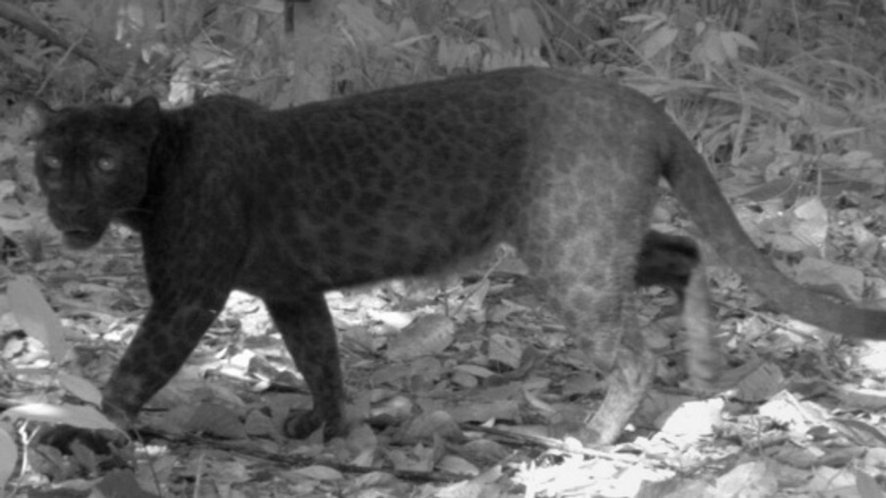 Les tâches des panthères noires révélées grâce à la lumière infrarouge