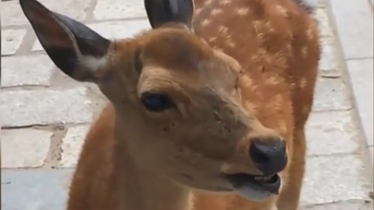 Ce bébé cerf fait des bruits marrants, il est adorable