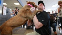 Un chien qui a fait la guerre retrouve le soldat qui prenait soin de lui