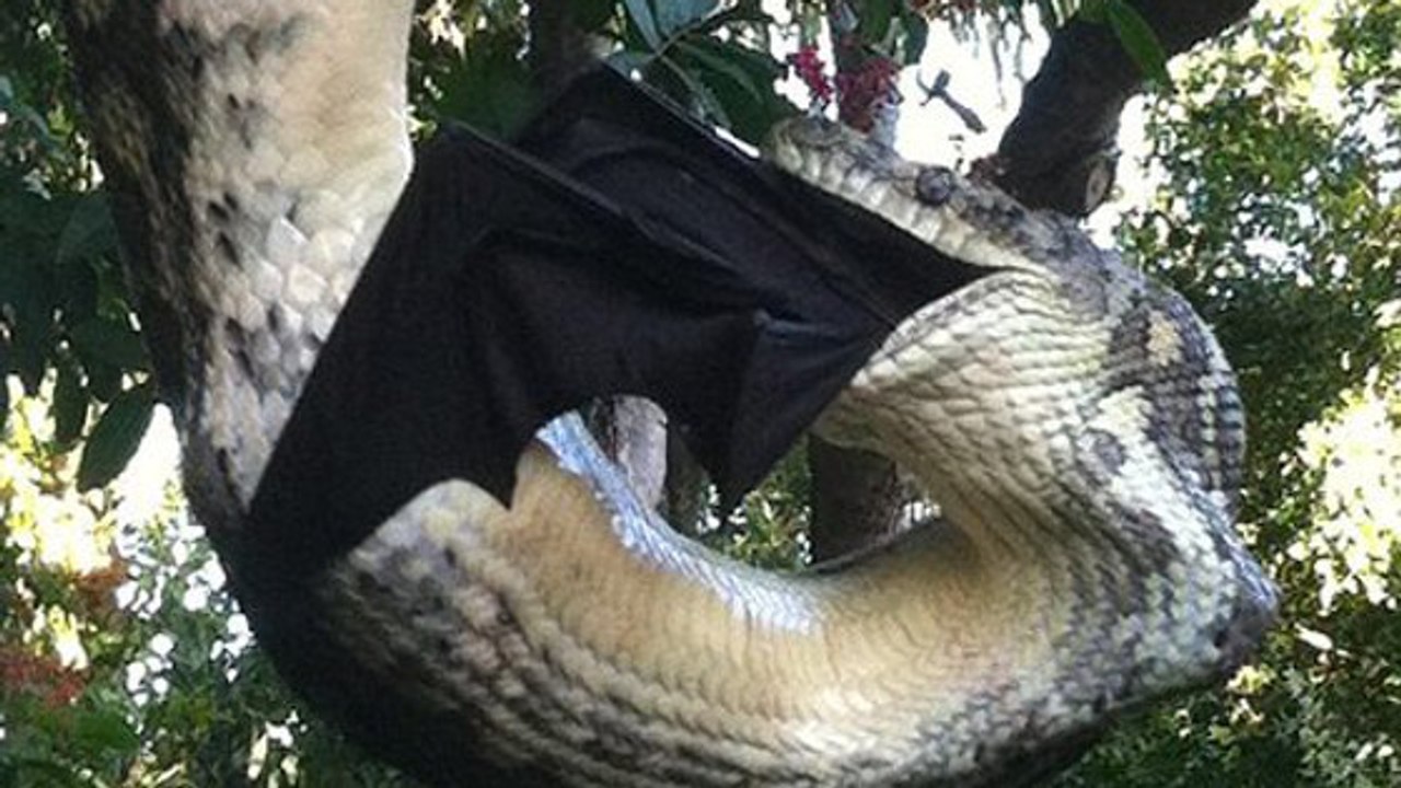 Un python géant dévore une chauve-souris
