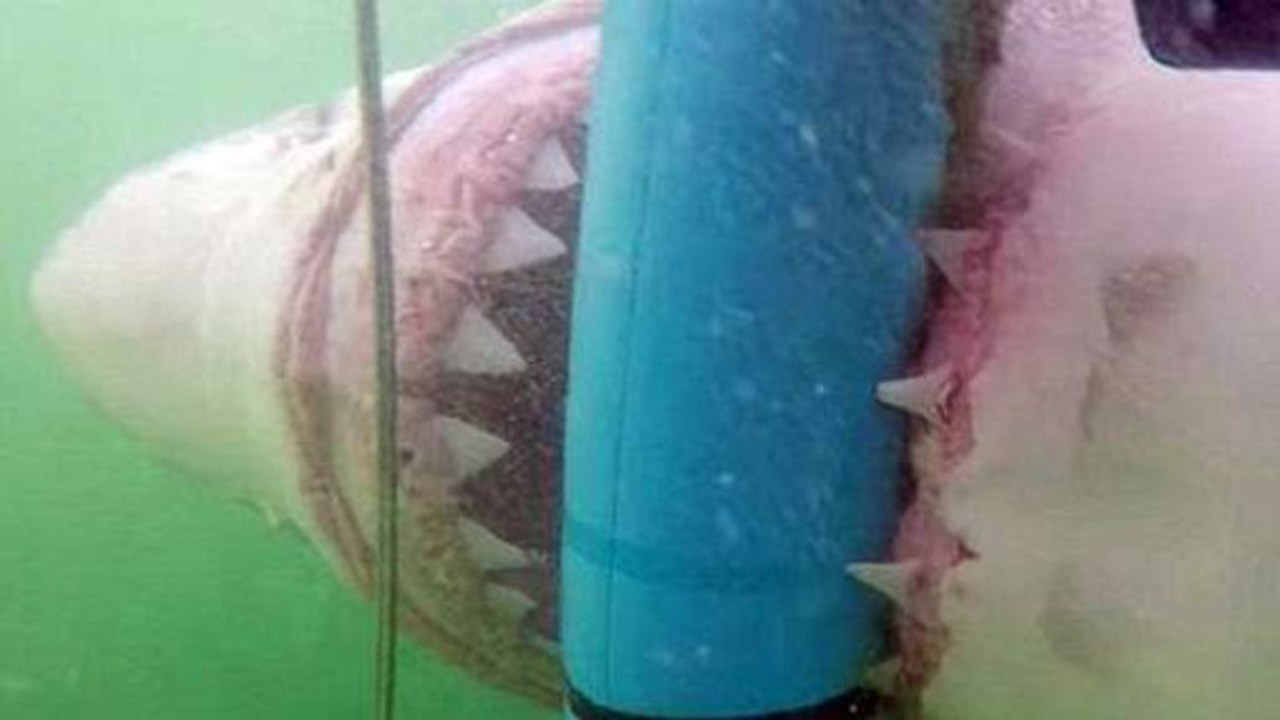 Cette jeune femme a eu la frayeur de sa vie face à un requin blanc