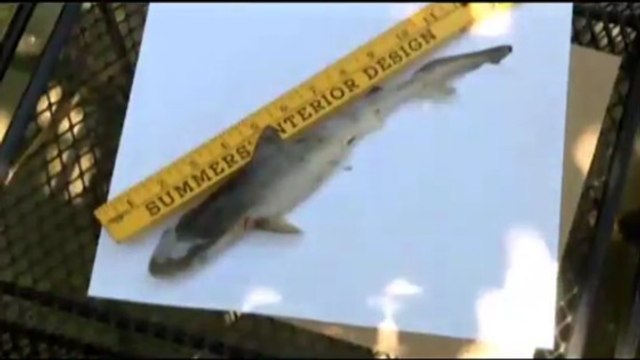 Ils font l'incroyable découverte d'un requin... dans leur jardin !
